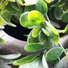 Kunsttoef groen blad, 75 cm. - Afbeelding 2
