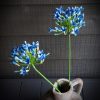 Mooie agapantus blauw op steel, 75 cm - Afbeelding 2