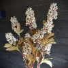 Pluimhortensia geel/wit, 90 cm.