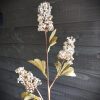 Pluimhortensia geel/wit, 90 cm. - Afbeelding 2