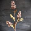 Pluimhortensia paars/bruin, 70 cm - Afbeelding 2