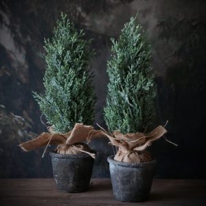 Ceder ice boompje in pot