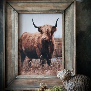 Schotse Hooglander in houten lijst