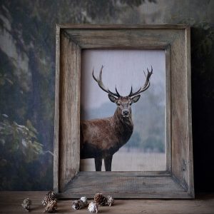 Hertenkop in landelijk houten lijst