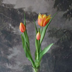 Tulp ''Loulou'' oranje