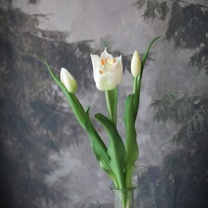 Tulp ''Loulou'' wit